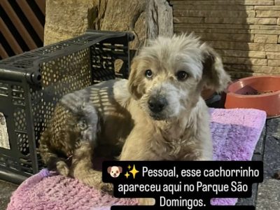 Pipoca (Adoção Urgente)