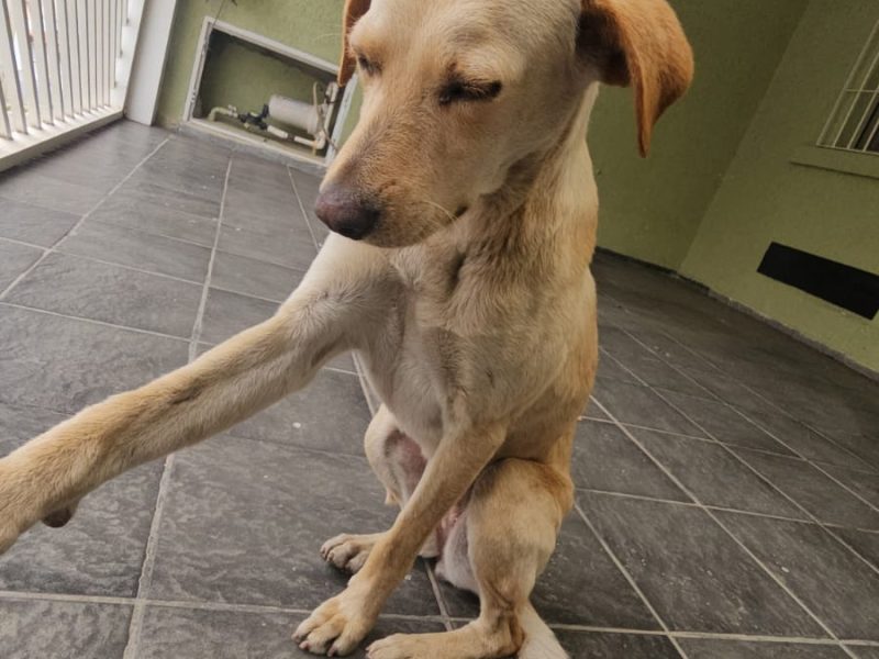 Laica (Adoção Urgente)