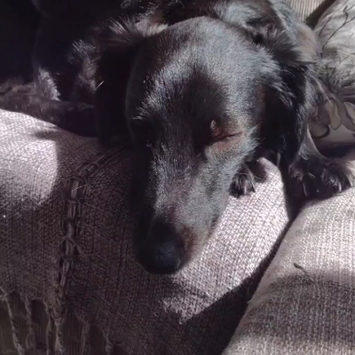 Gabriel