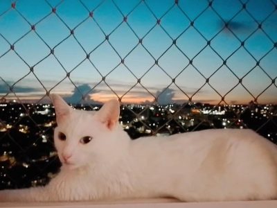 Mia (Adoção Urgente)