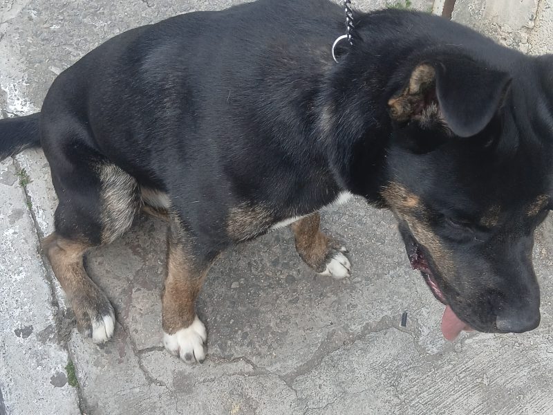 Spayke (Adoção Urgente)