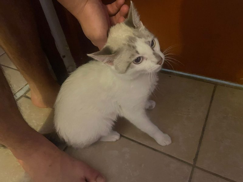 Abby (Adoção Urgente)
