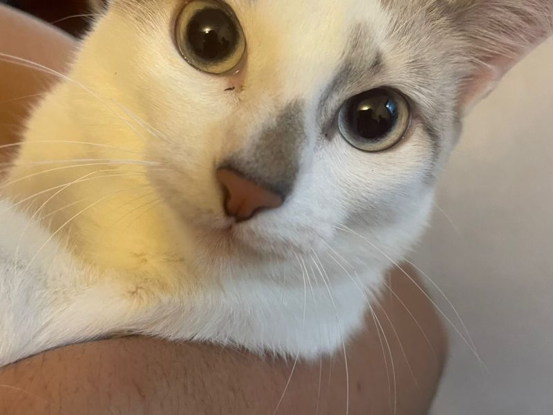 Abby (Adoção Urgente)