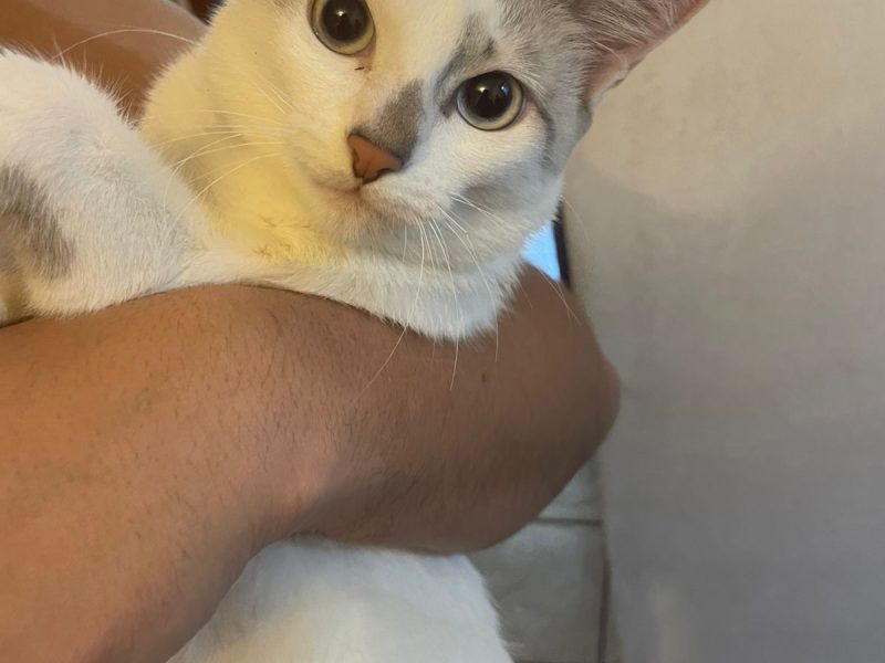 Abby (Adoção Urgente)