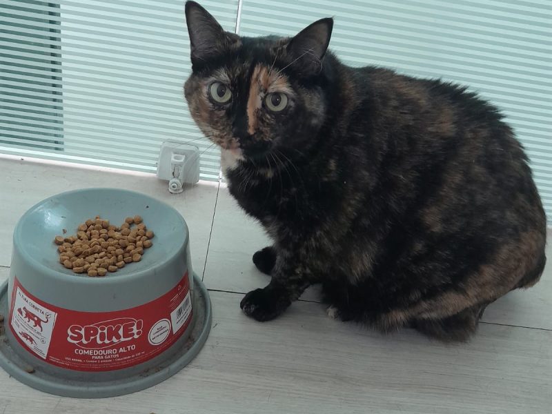 Gorda (Adoção Urgente)