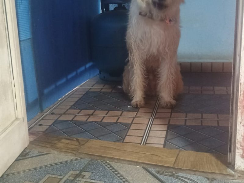 Spike (Adoção Urgente)