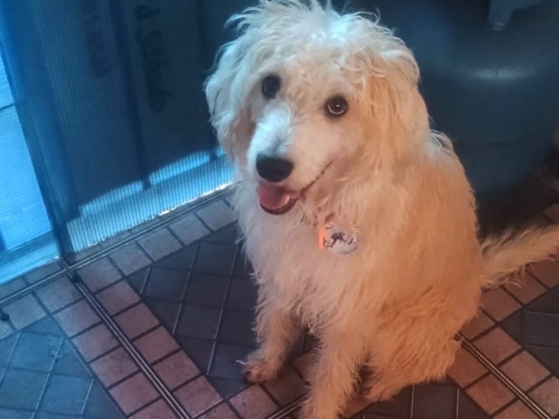 Spike (Adoção Urgente)