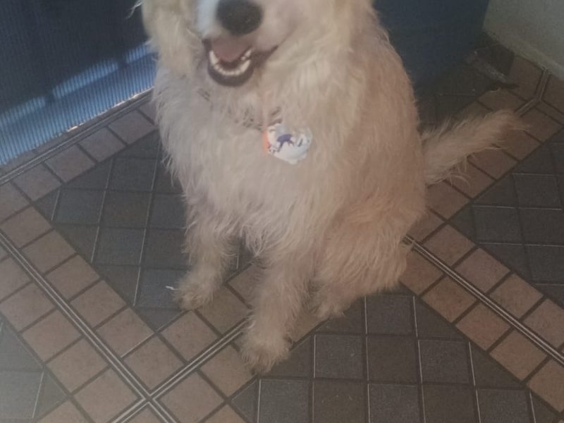Spike (Adoção Urgente)