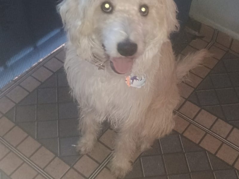 Spike (Adoção Urgente)