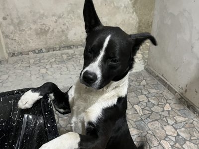 Negão (Adoção Urgente)