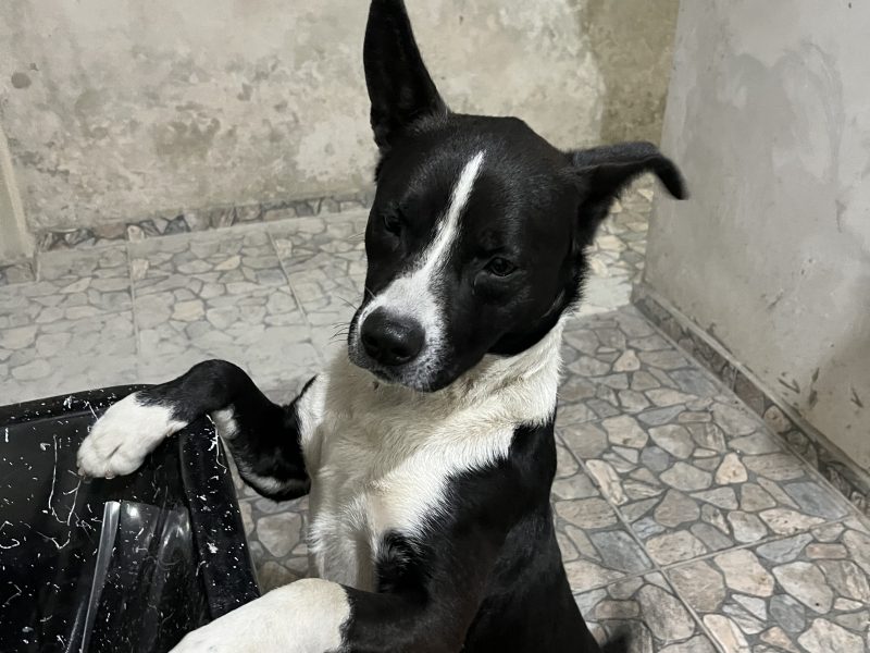 Negão (Adoção Urgente)
