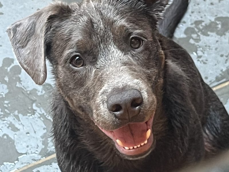 Luky (Adoção Urgente)