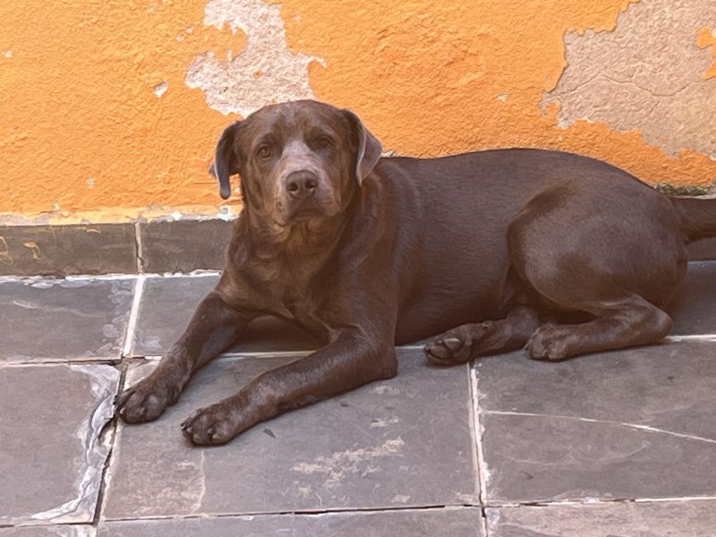 Luky (Adoção Urgente)