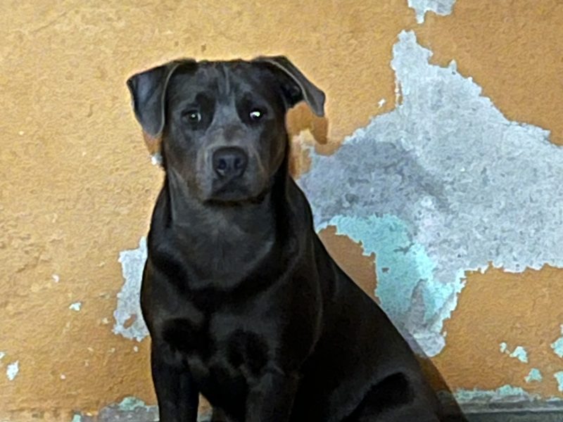 Luky (Adoção Urgente)