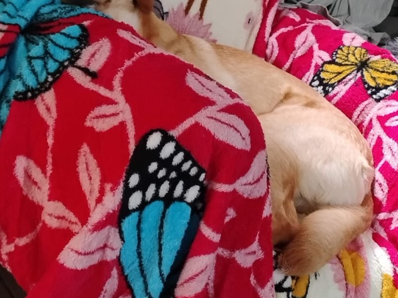3 Cães (Adoção Urgente)