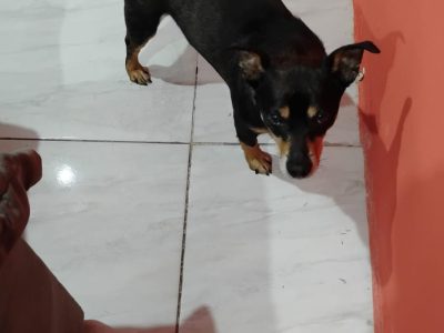 3 Cães (Adoção Urgente)