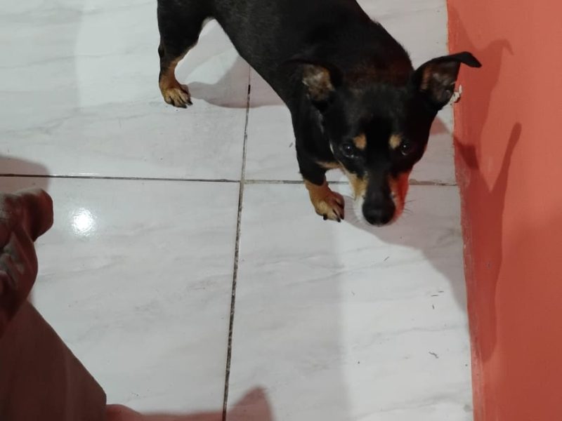 3 Cães (Adoção Urgente)