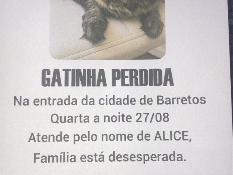 Alice (Gata Perdida)
