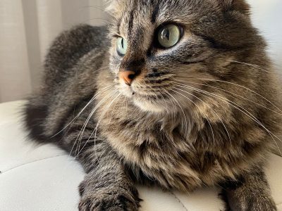 Alice (Gata Perdida)