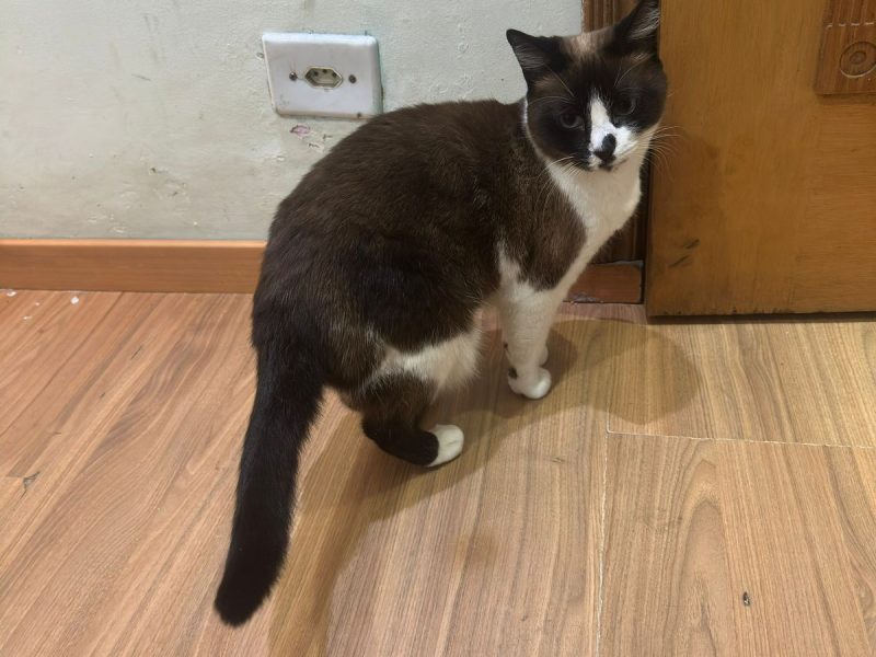 3 Gatos (Adoção Urgente)