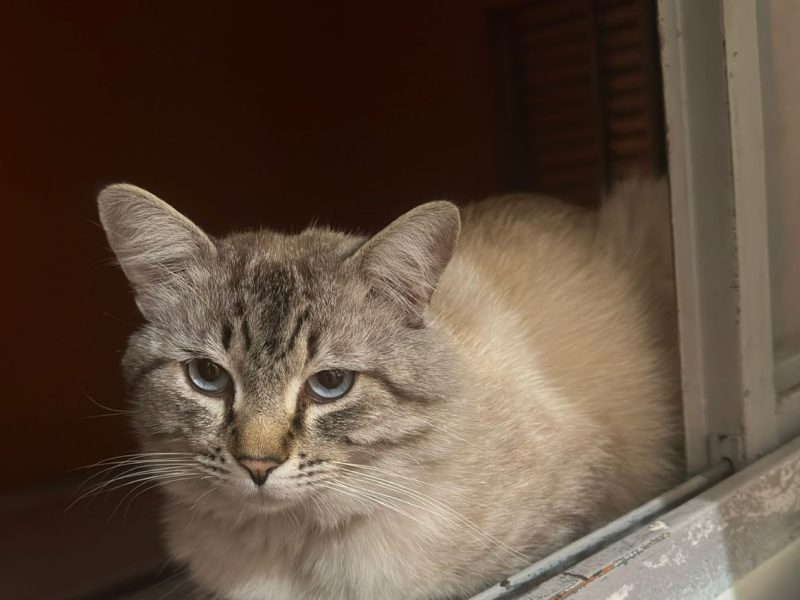 3 Gatos (Adoção Urgente)