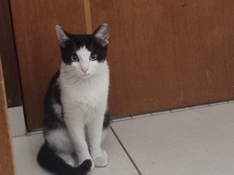 2 Gatas (Adoção Urgente)