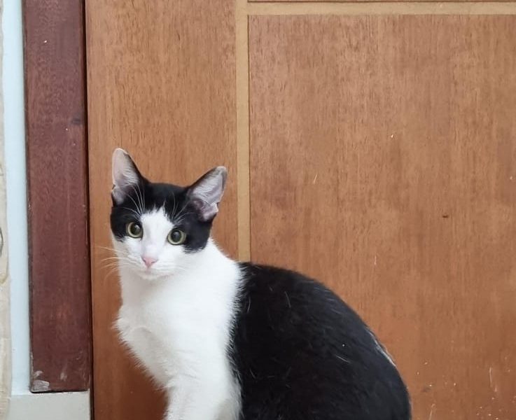 2 Gatas (Adoção Urgente)