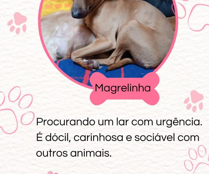 4 Cães (Adoção Urgente)