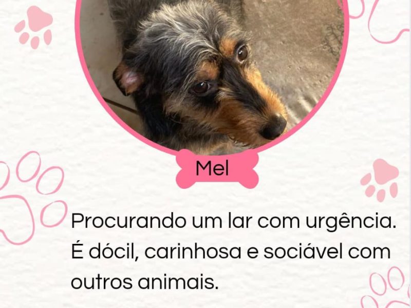 4 Cães (Adoção Urgente)