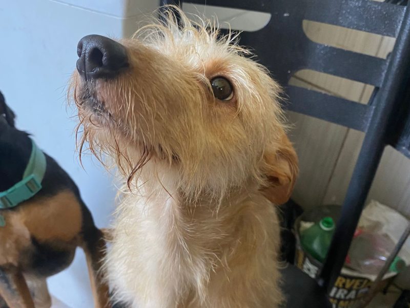 4 Cães (Adoção Urgente)
