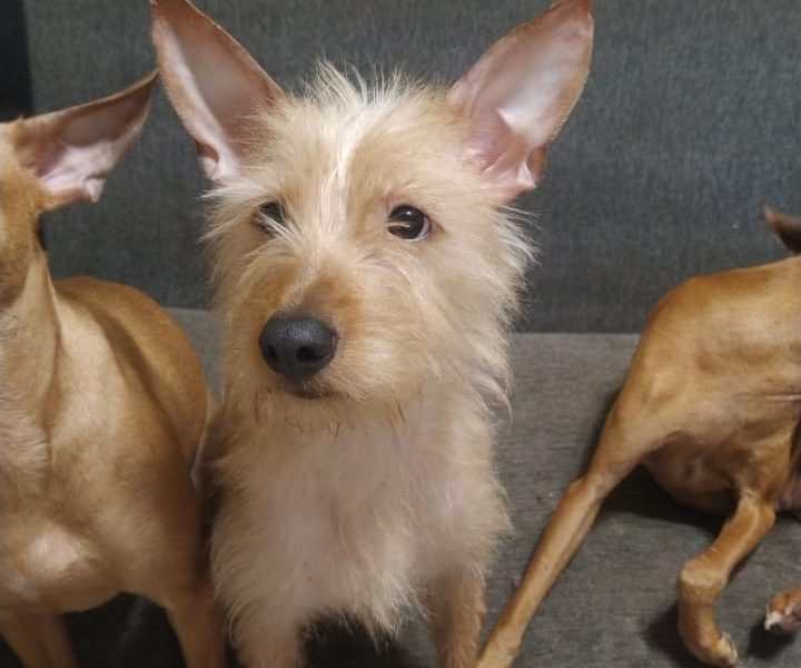 4 Cães (Adoção Urgente)