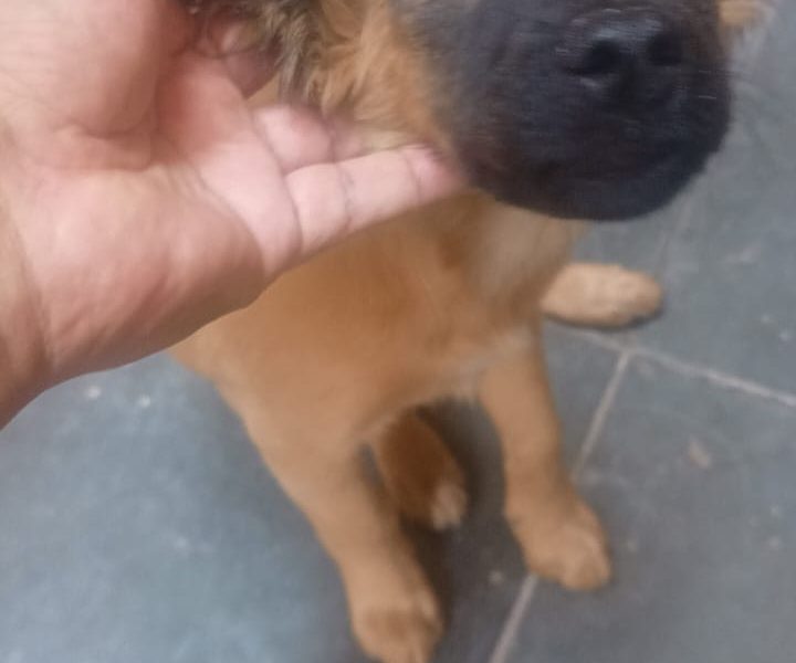 2 Filhotes (Adoção Urgente)