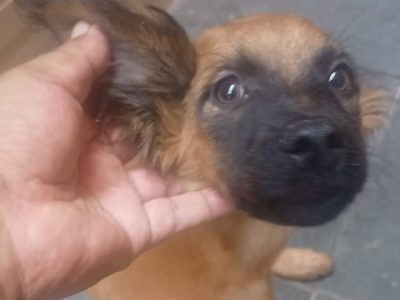 2 Filhotes (Adoção Urgente)
