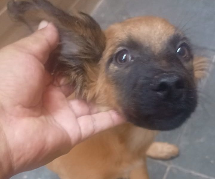 2 Filhotes (Adoção Urgente)