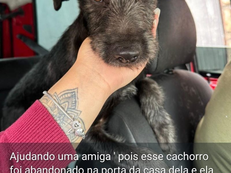 Porte M/P (Adoção Urgente)