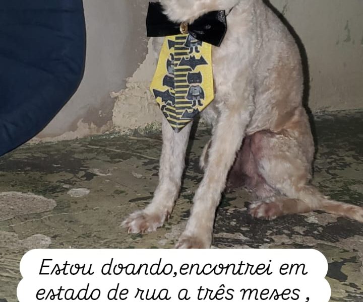 Pipoca (Adoção Urgente)