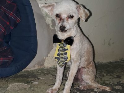 Pipoca (Adoção Urgente)