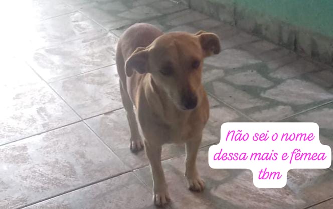 4 Cães (Adoção Urgente)