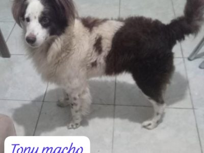 4 Cães (Adoção Urgente)