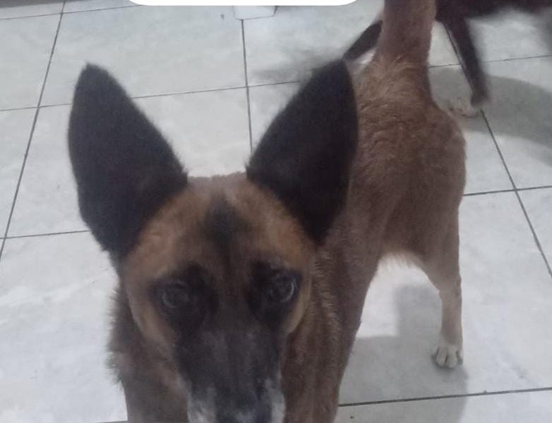 4 Cães (Adoção Urgente)