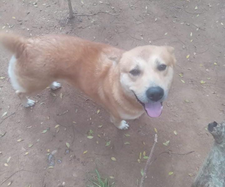 4 Cães (Adoção Urgente)