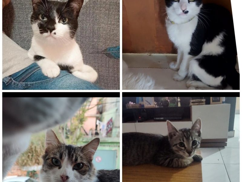 4 Gatos (Adoção Urgente)