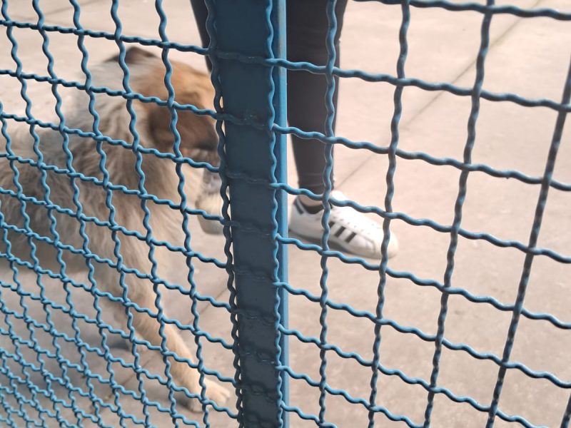 Porte M/P (Adoção Urgente)