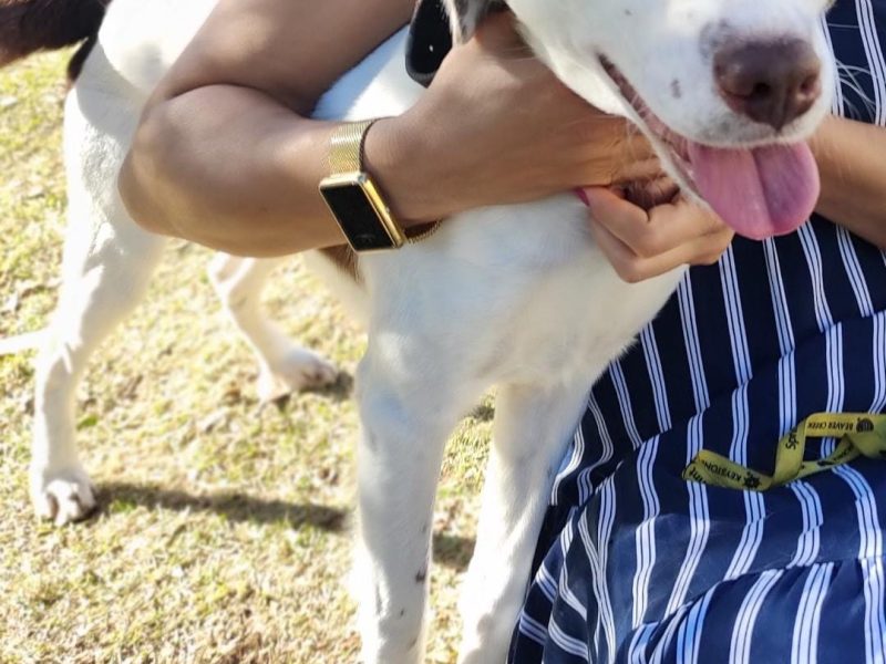 Pingo (Adoção Urgente)