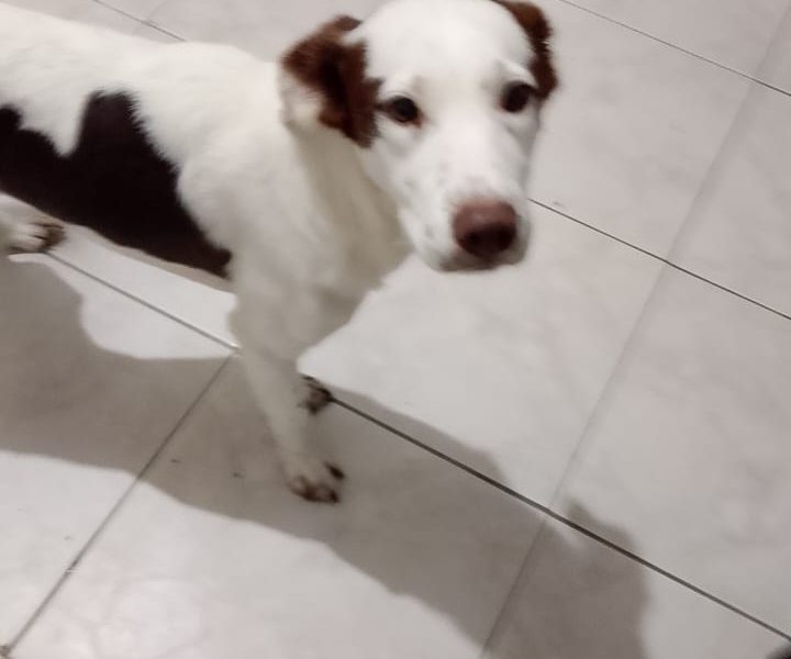 Pingo (Adoção Urgente)