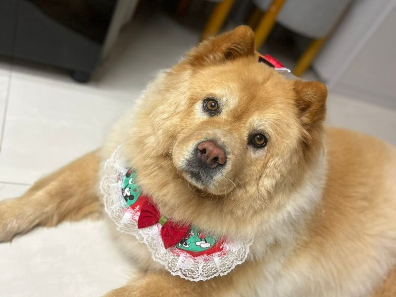 Chow Chow (Adoção Urgente)