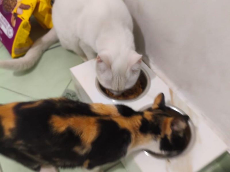 Teodoro, Rubi e Teco (Adoção Urgente)