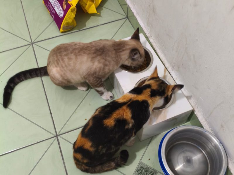 Teodoro, Rubi e Teco (Adoção Urgente)