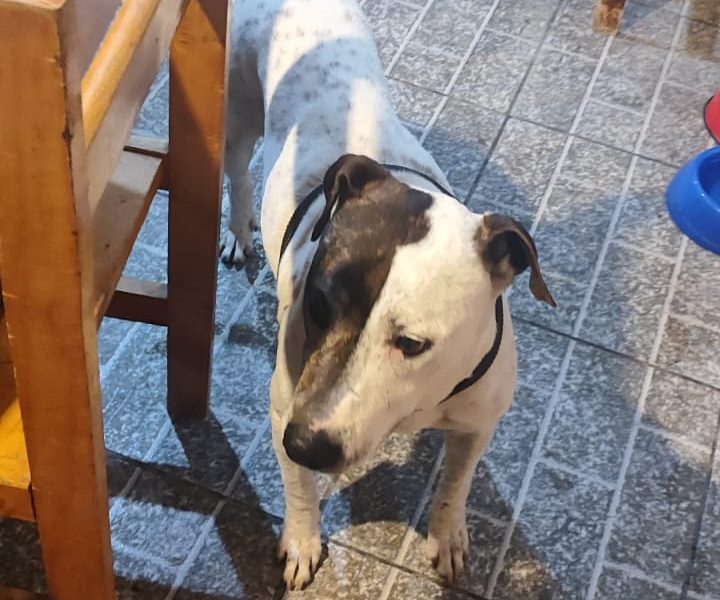 Porte M/P (Adoção Urgente)