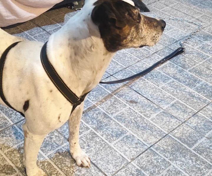 Porte M/P (Adoção Urgente)